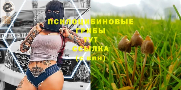 индика Новозыбков