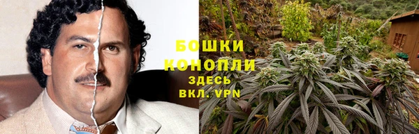 индика Новозыбков